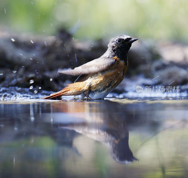 普通红雀(Phoenicurus Phoenicurus)雄性